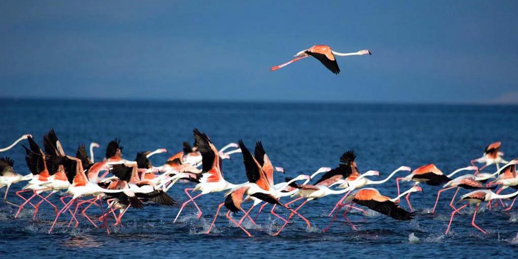 Binlerce flamingo Van'da göl kıyılarına gitmeye başladı