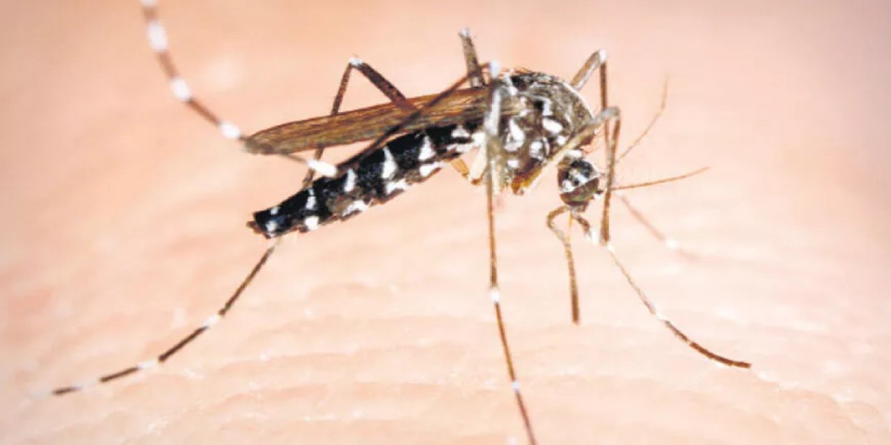 Asya kaplan sivrisineği İstanbul’a ‘yerleşti’, ısırdığı yer yaraya dönüşüyor