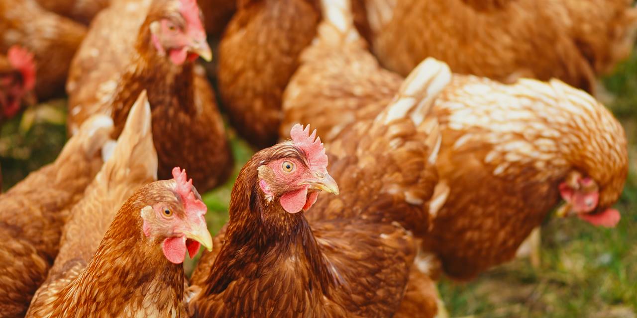 DEVA Partili yönetici: Tavuk etine yüzde 20 zam geldi, marketler 'Yansıtmayın' diye uyarıldı