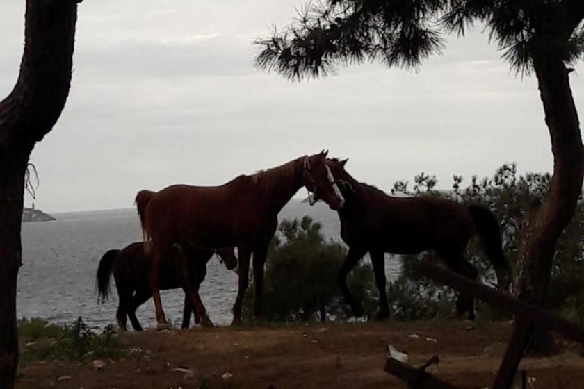 İstanbul Tarım İl Müdürlüğü: "Kayıp atların sorumlusu İBB ve hayvan sahipleri"