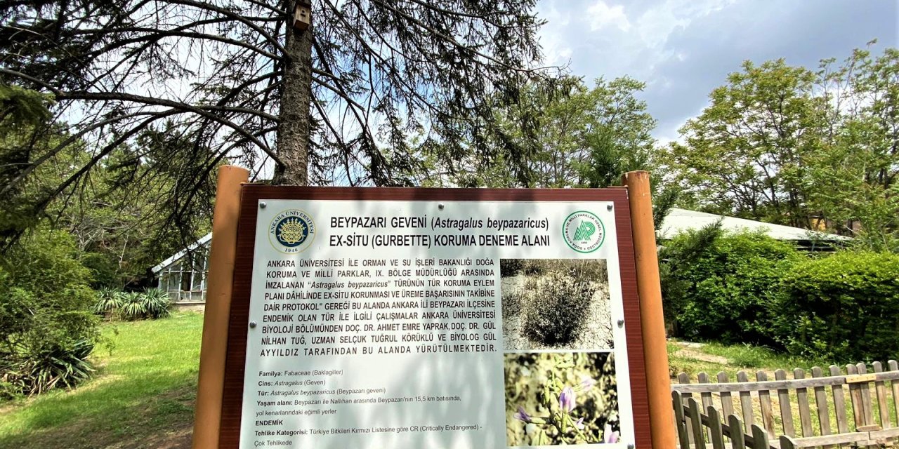 Ankara'da 30 endemik bitki türü vahim derecede tehlikede: En büyük tehdit şehirleşme