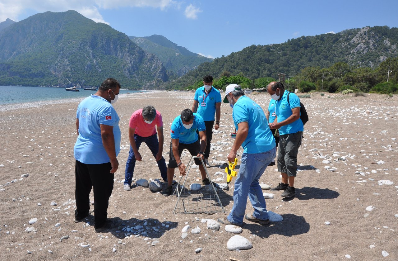 Çıralı'da carettalardan ilk yuva