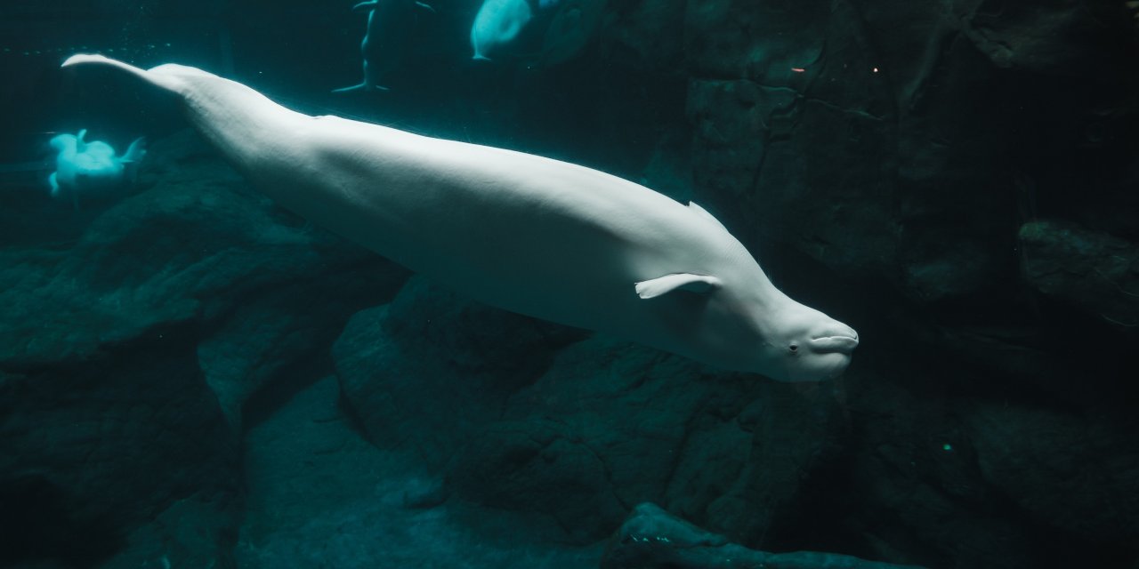 ‘Casus balina' İsveç kıyılarında görüldü