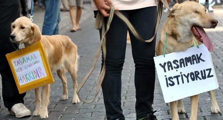 Lazerli tabancayla bir köpeği öldüren sanık sadece 8 bin lira para cezası aldı