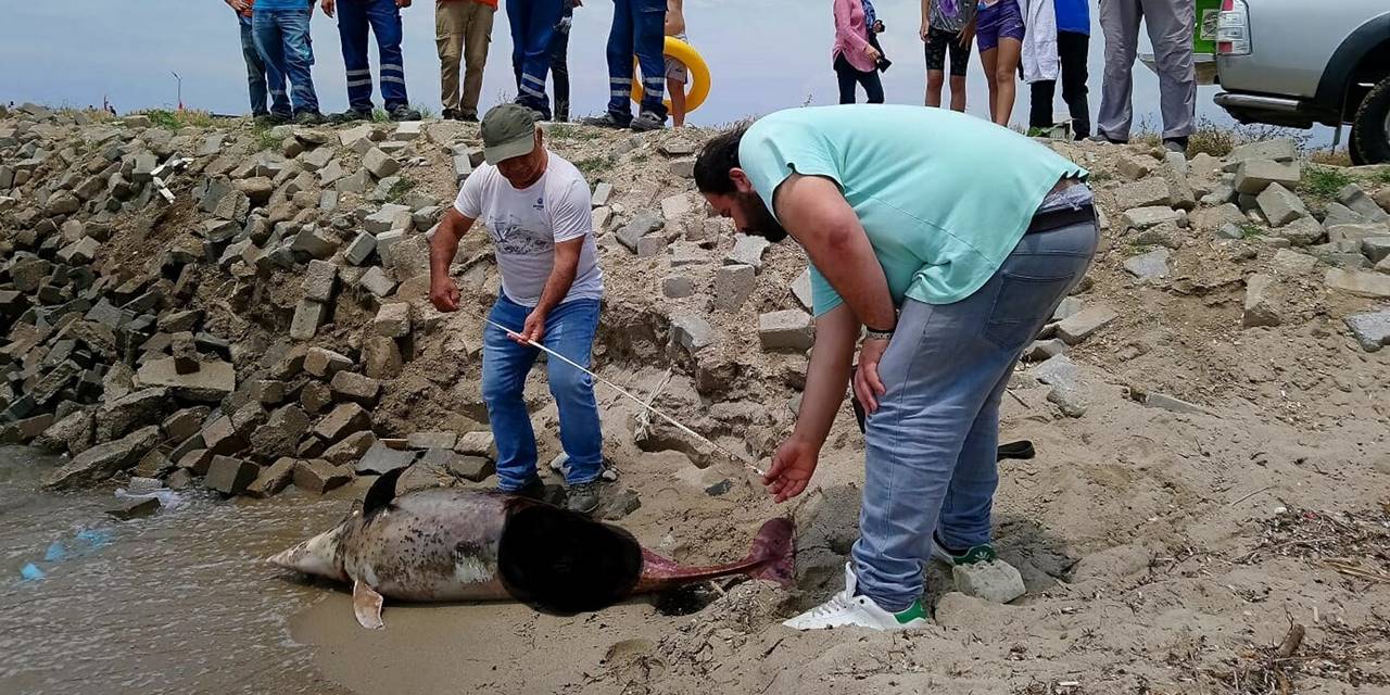 Bir haftada altı ölü yunus kıyıya vurdu: İnsan kaynaklı olabilir