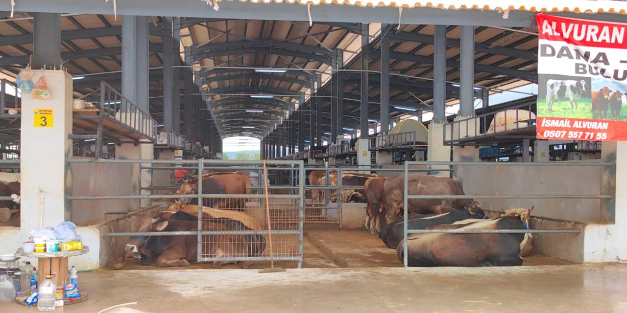 Kurban Bayramı öncesi hayvan pazarında şap karantinası