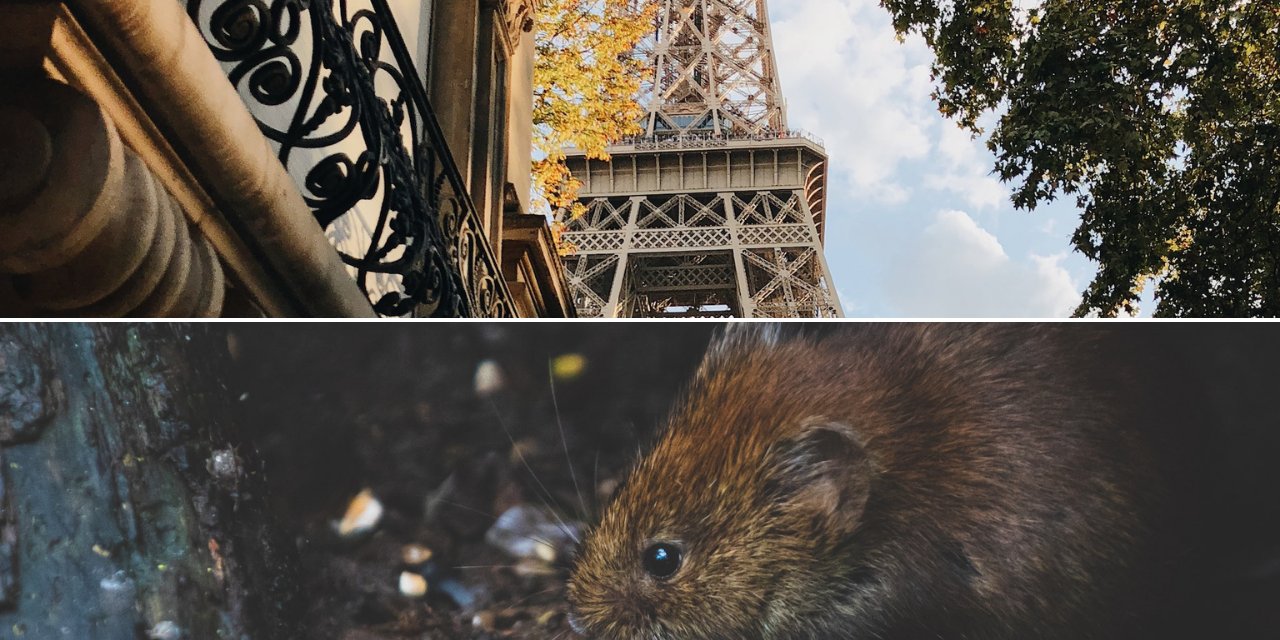 Paris, farelerle mücadelede pes etti, birlikte yaşanılabilir olup olmadığı araştırılacak