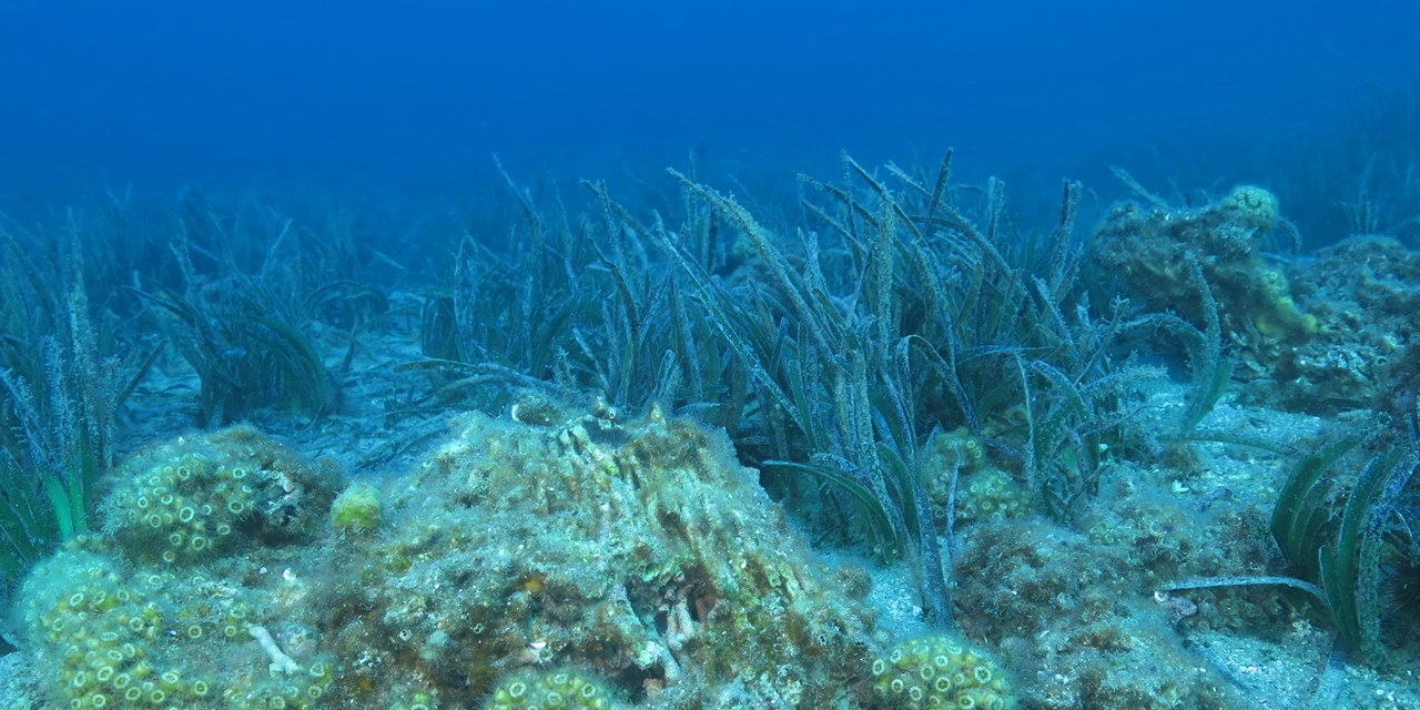 Çanakkale'deki taş mercanlar tehdit altında