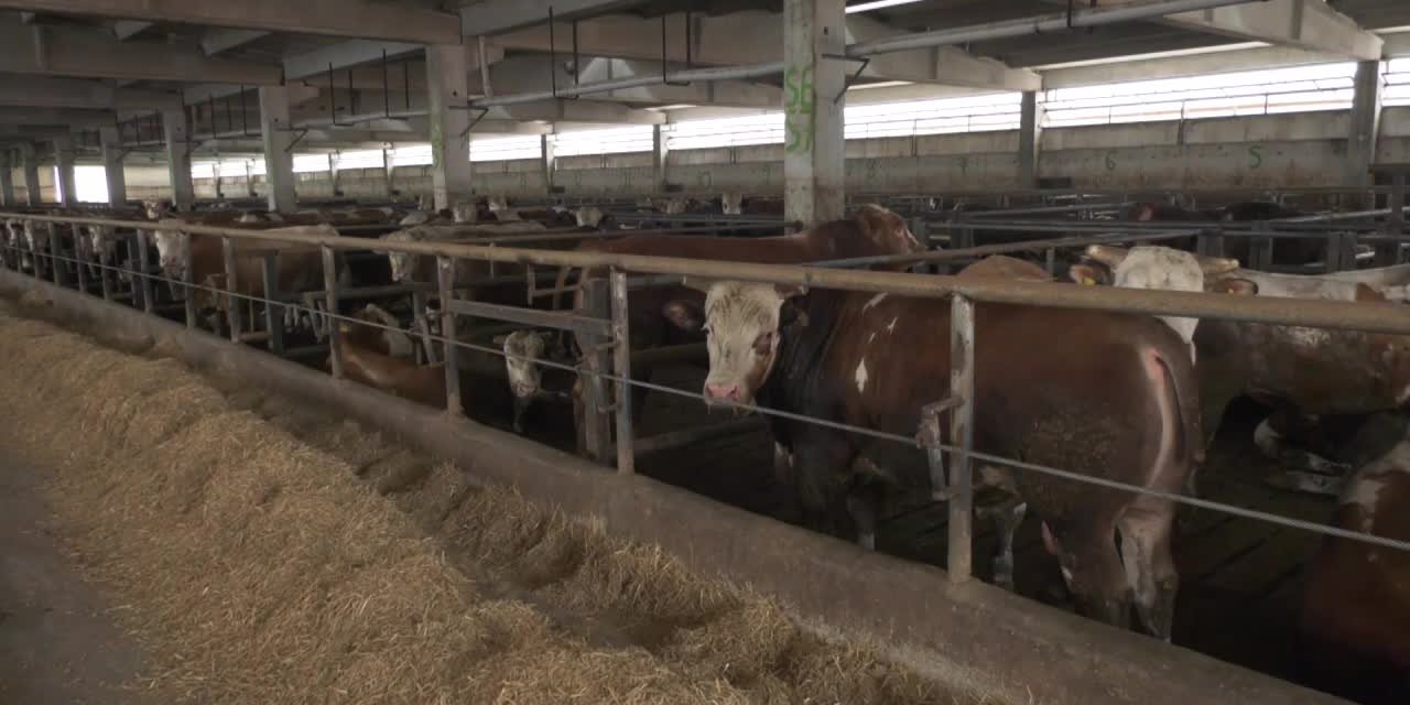 Besici: Seneye alacağı kurbanlık 180-290 lira, baskülü. Kurbanı şu an 150 TL’ye satıyor. Aynı hayvanı alma şansı yok bu adamın