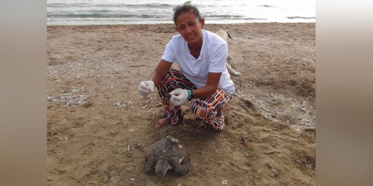 Manavgat'ta bir haftada 5 ölü deniz kaplumbağası sahile vurdu