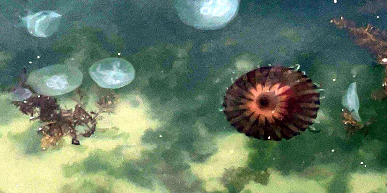 Marmara Denizi kıyılarında zehirli pusula denizanası alarmı: Sağlık sorunu haline gelebilir