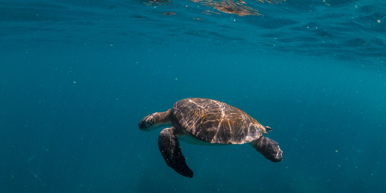 Okyanustaki biyo-çeşitliliği korumayı amaçlayan anlaşma BM'de kabul edildi