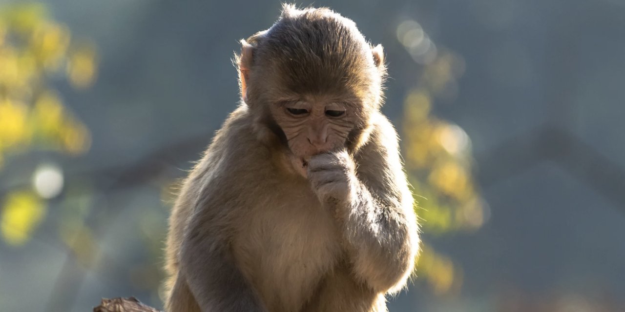 BBC, maymunlara işkence eden küresel çeteyi ortaya çıkardı: Endonezya, ABD ve İngiltere'de gözaltılar var