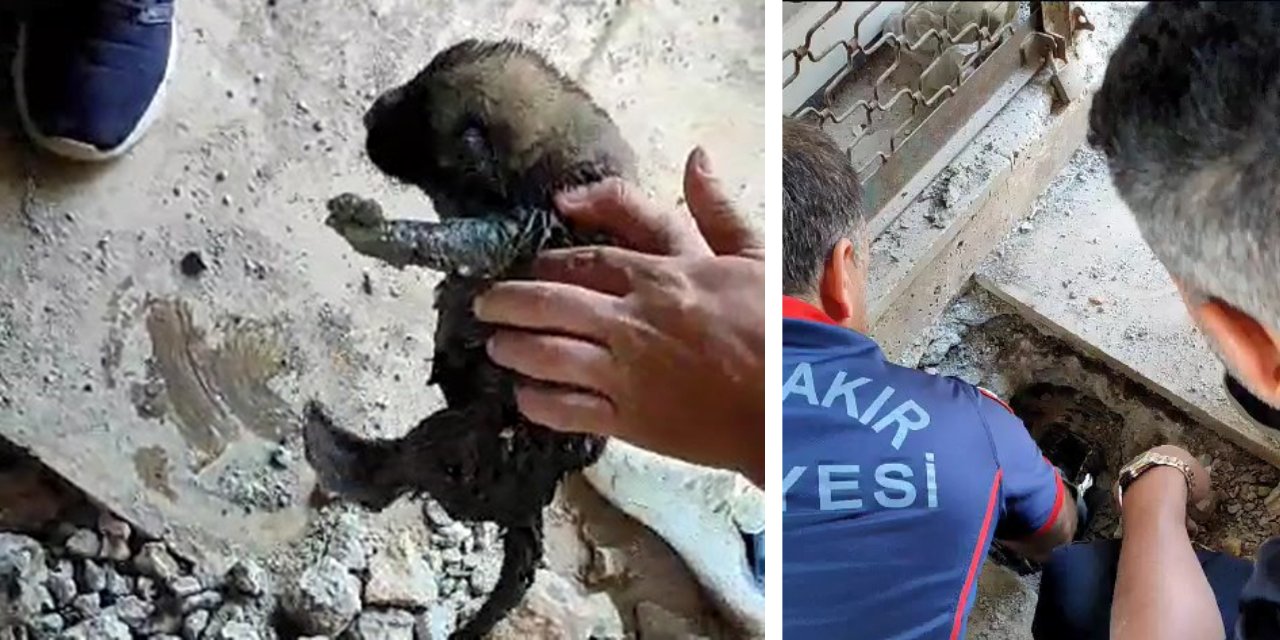 Ergani'de kanalizasyon borusuna atılan yavru köpekler, ses dinlemesiyle kurtarıldı