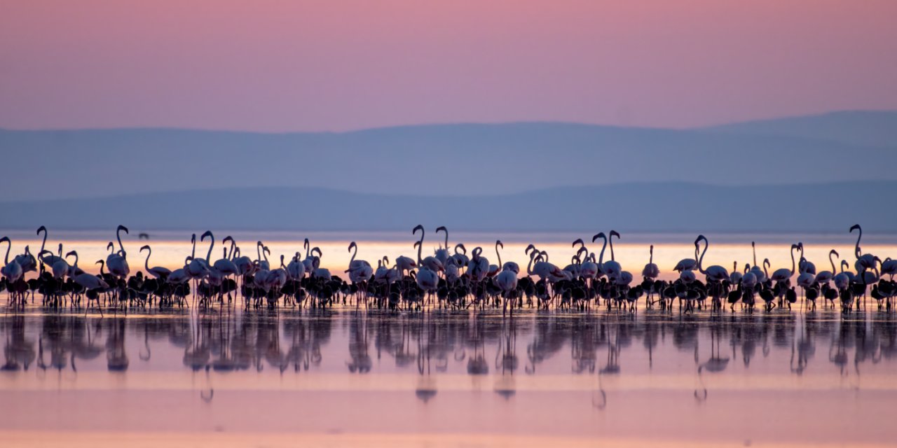 Tuz Gölü’nün yavru flamingoları