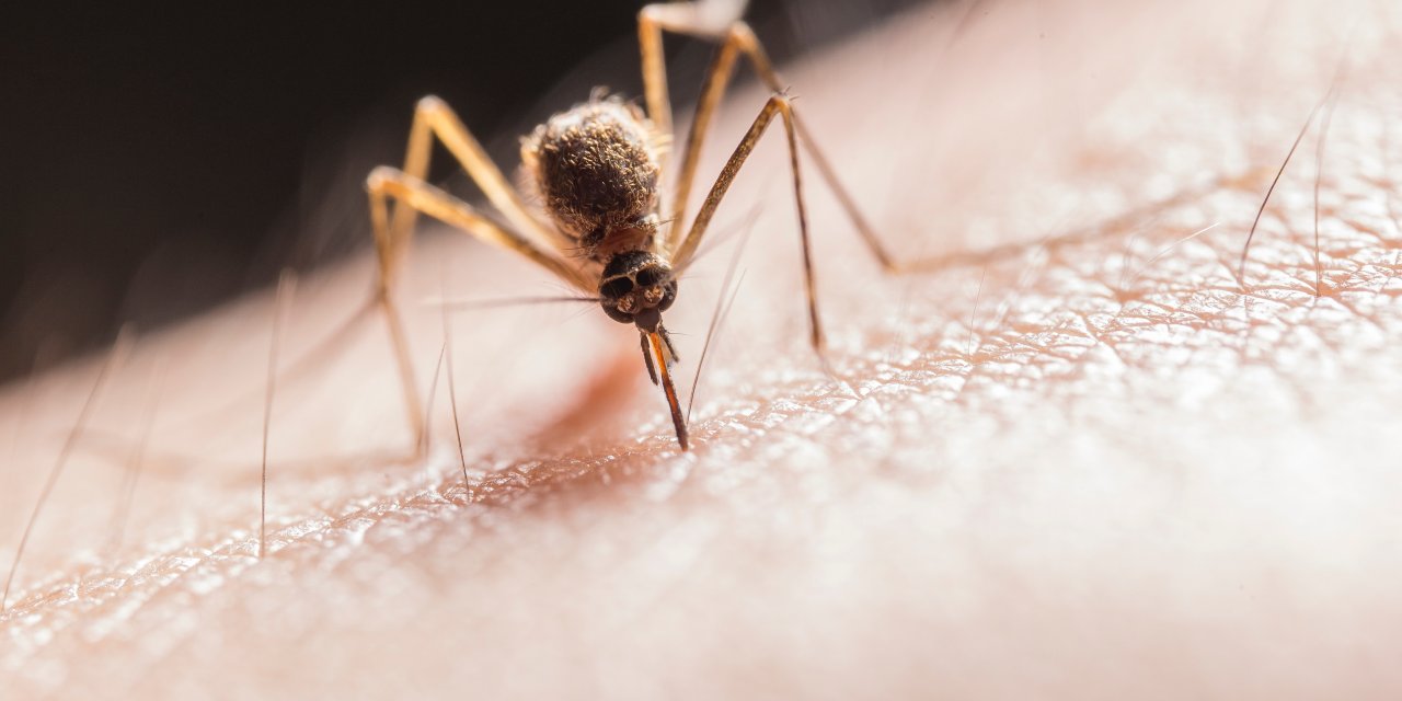 'Asya Kaplanı' sivrisinek tehlikesi: 'Gece-gündüz saldırıyor'