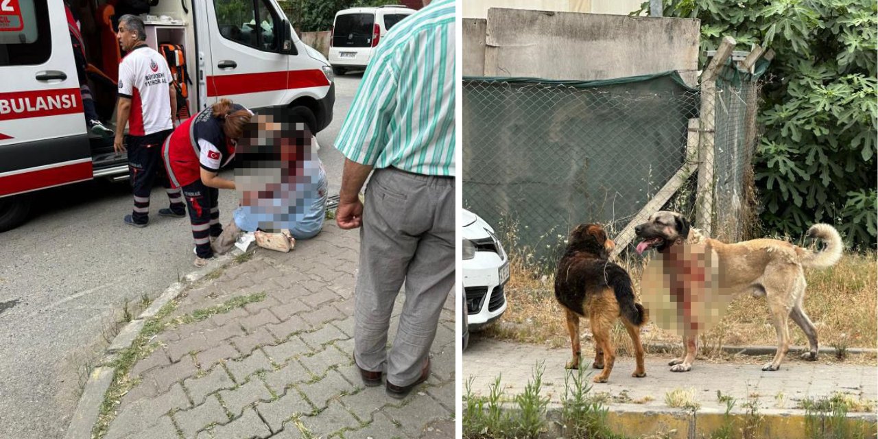 Ataşehir'de köpeğin saldırdığı kadın ağır yaralandı
