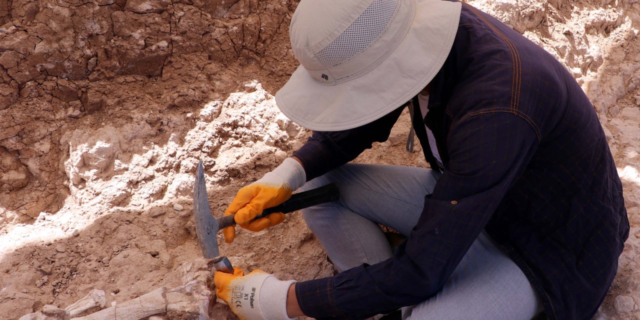 Kayseri’de 7,5 milyon yıllık zürafa kol kemiği bulundu