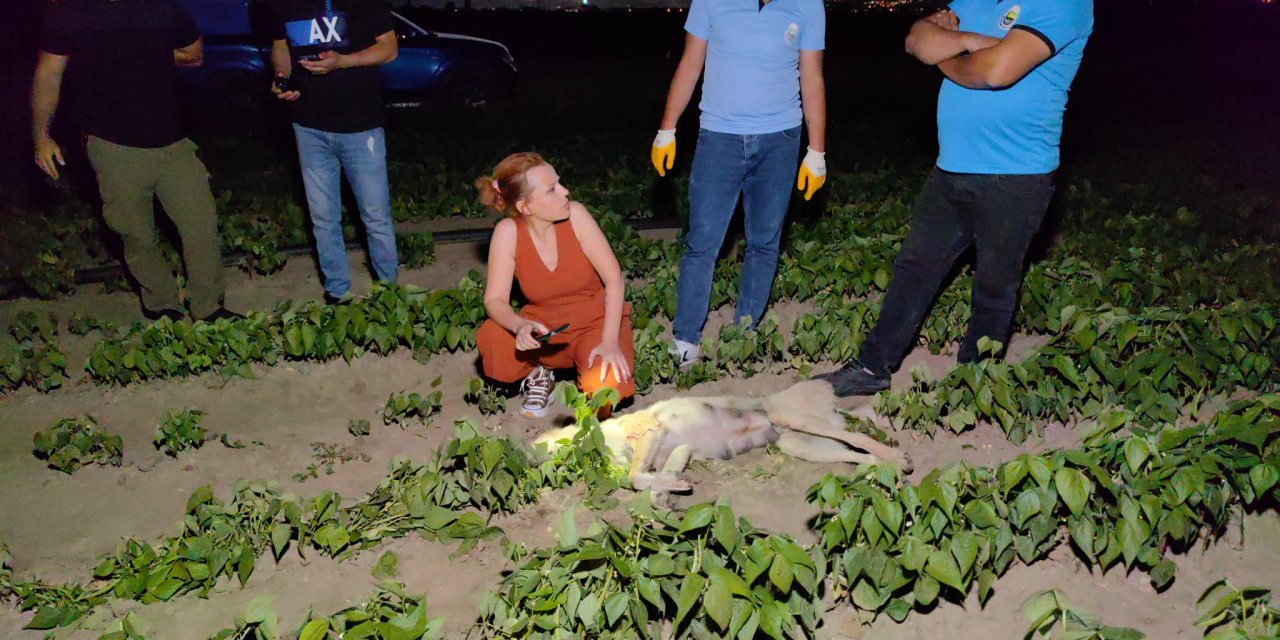 Bursa'da yeni doğum yapan sokak köpeğini av tüfeğiyle vurarak öldürdüler