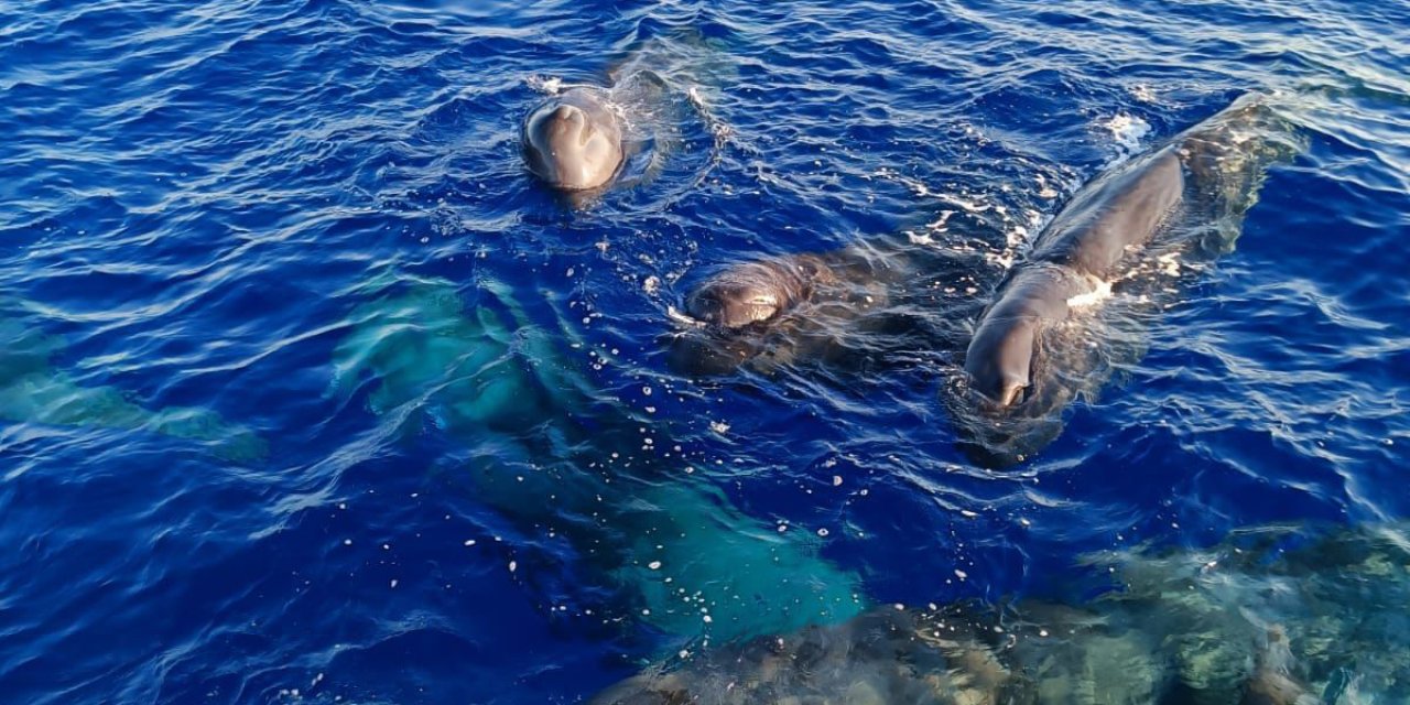 Kaş ve Fethiye açıklarında balinalar görüntülendi: 'Türkiye'de balina var'