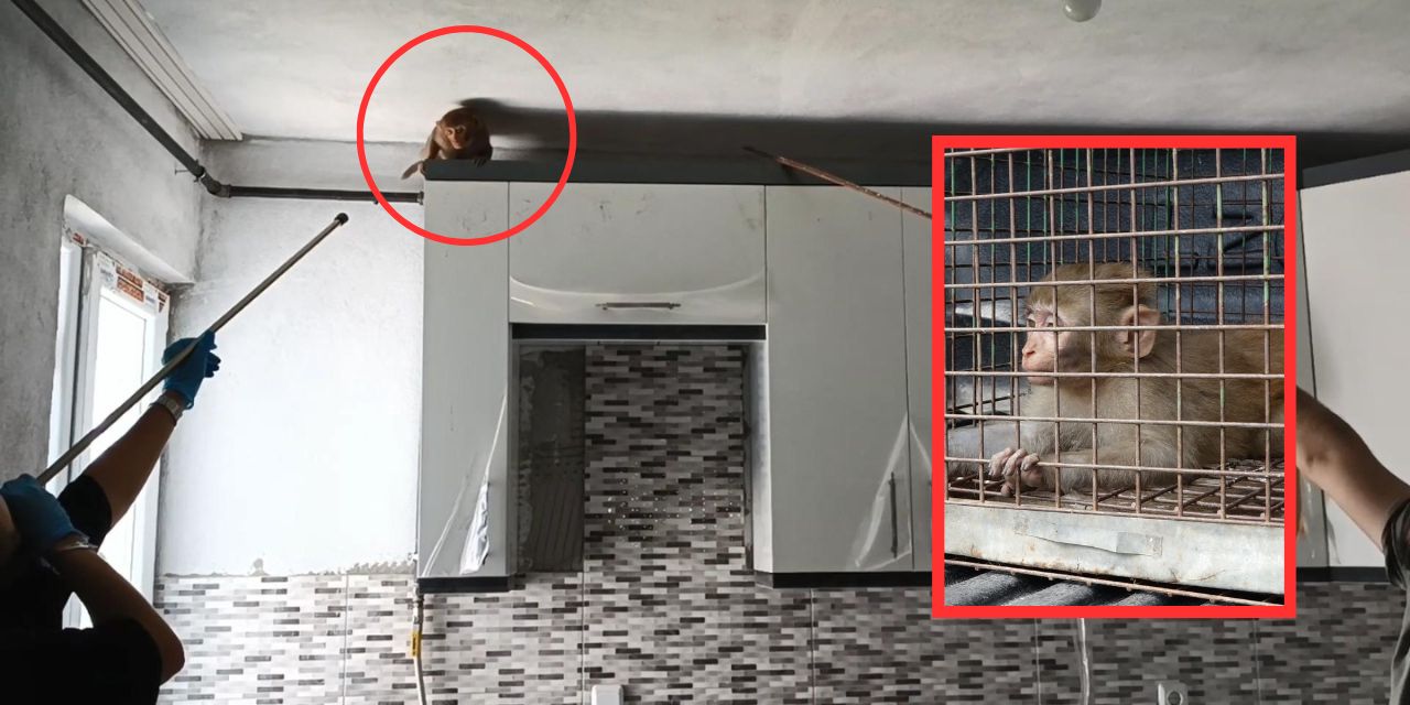 5 gündür evlere giren maymun yakalandı: Nereden geldiği belirlenmeye çalışılıyor