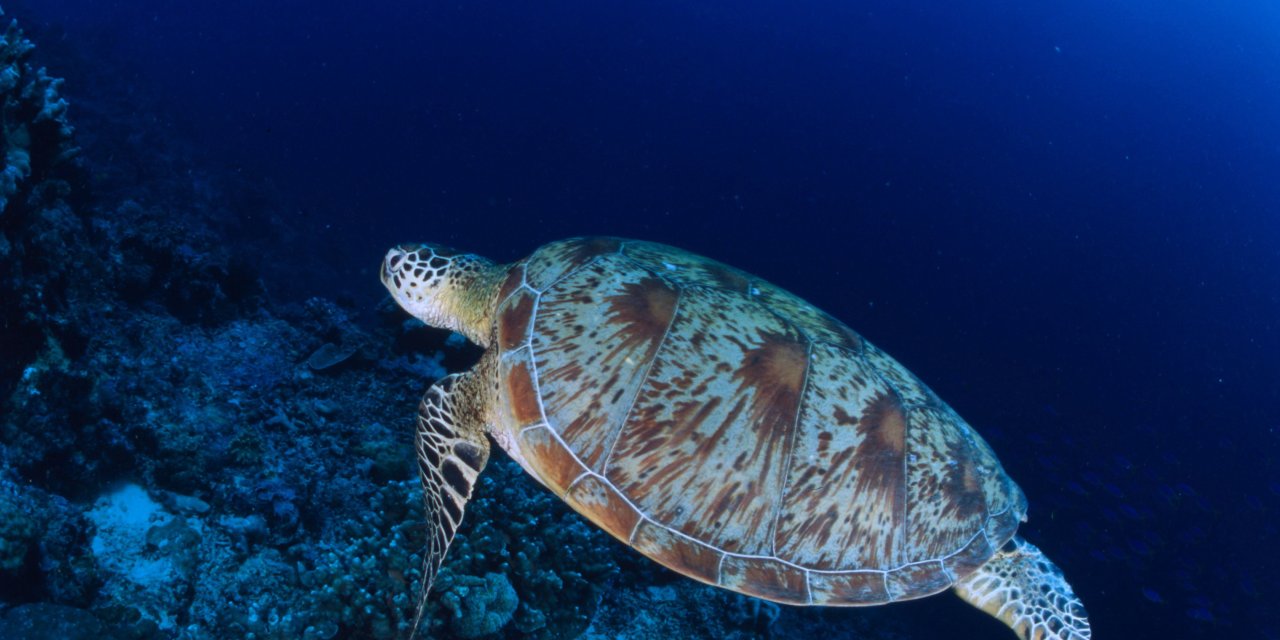 Deniz kaplumbağalarını besleyenlere 244 bin lira para cezası