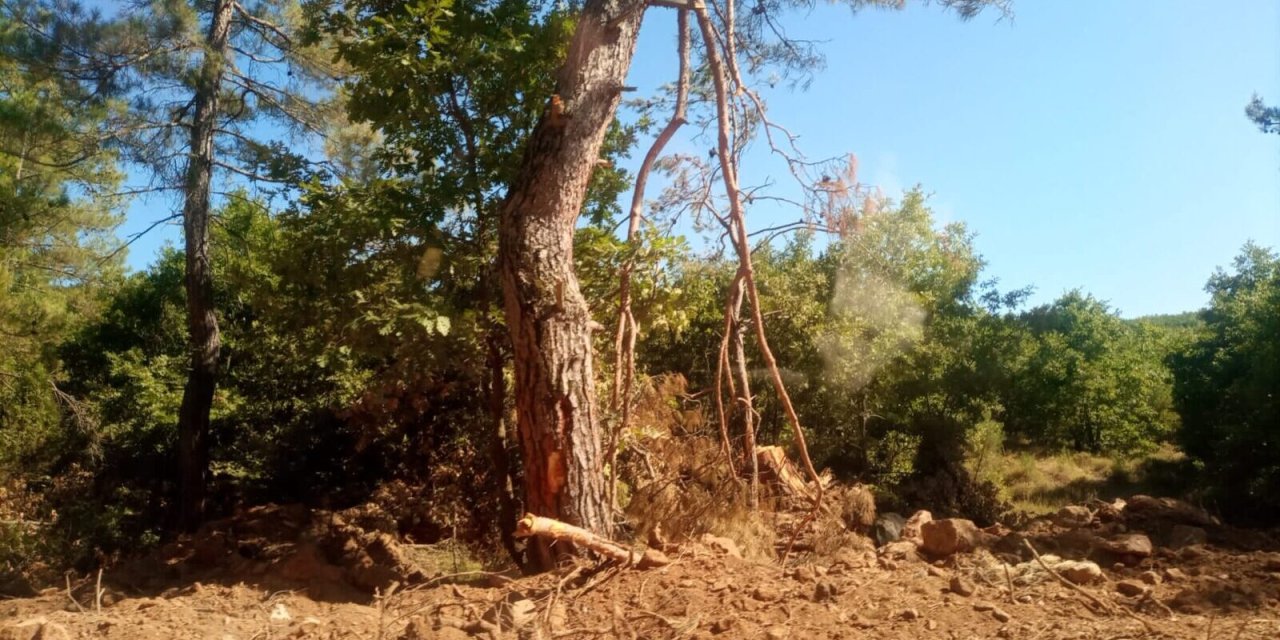 Cengiz Holding, davanın sürmesine rağmen Kazdağları’nda ağaç kesimine başladı