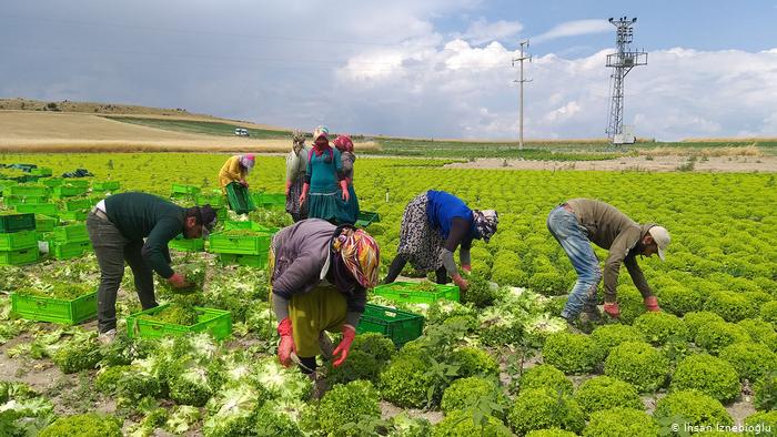 TÜİK: "Tahıllar, diğer bitkisel ürünler ve sebze üretimi düşecek"