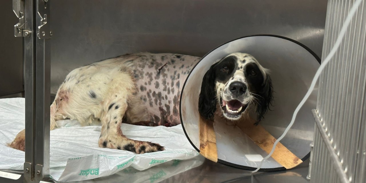 Tüfekle vurulan köpek bir ayağını kaybetti
