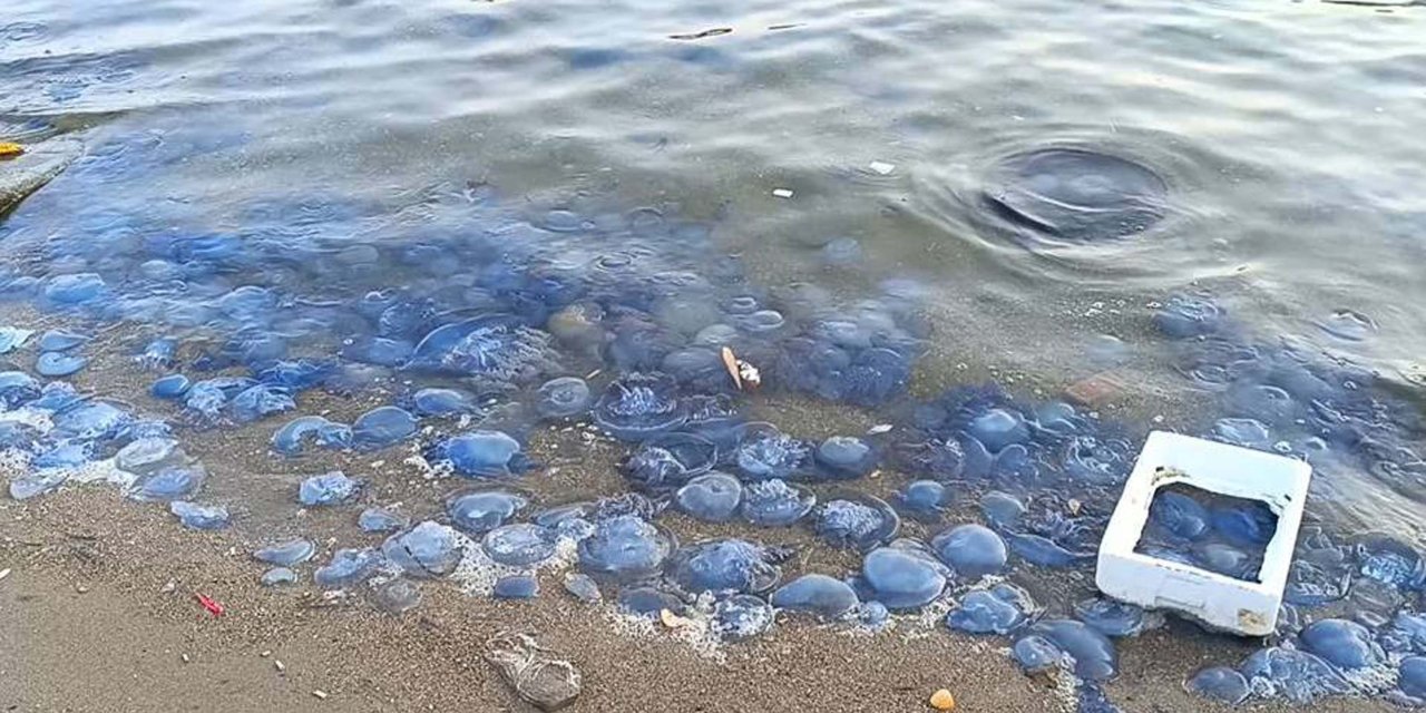 Foça sahillerini denizanası bastı