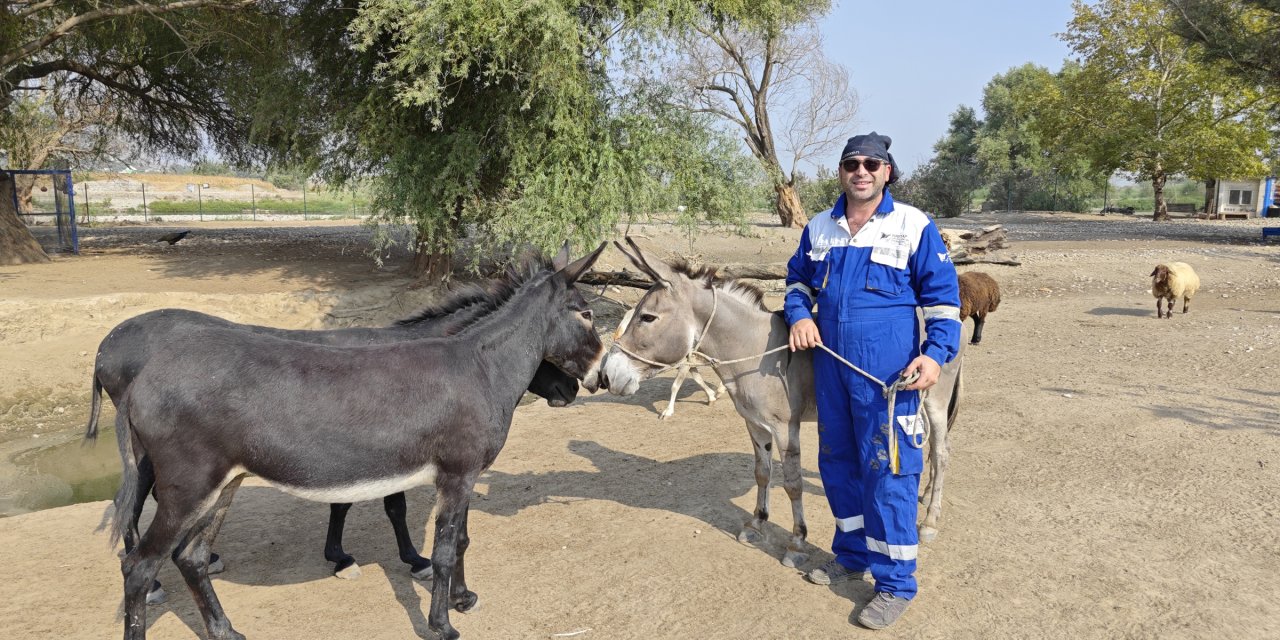 Diyarbakır'da şiddet gören eşek, Emekli Hayvanlar Çiftliği'nde
