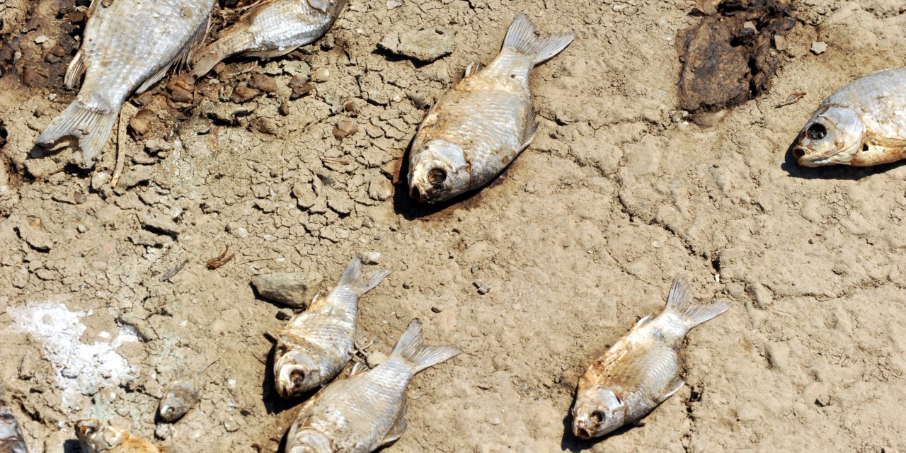 Toplu balık ölümlerinin sebebi belli oldu: Endüstriyel atık ve oksijen yetersizliği