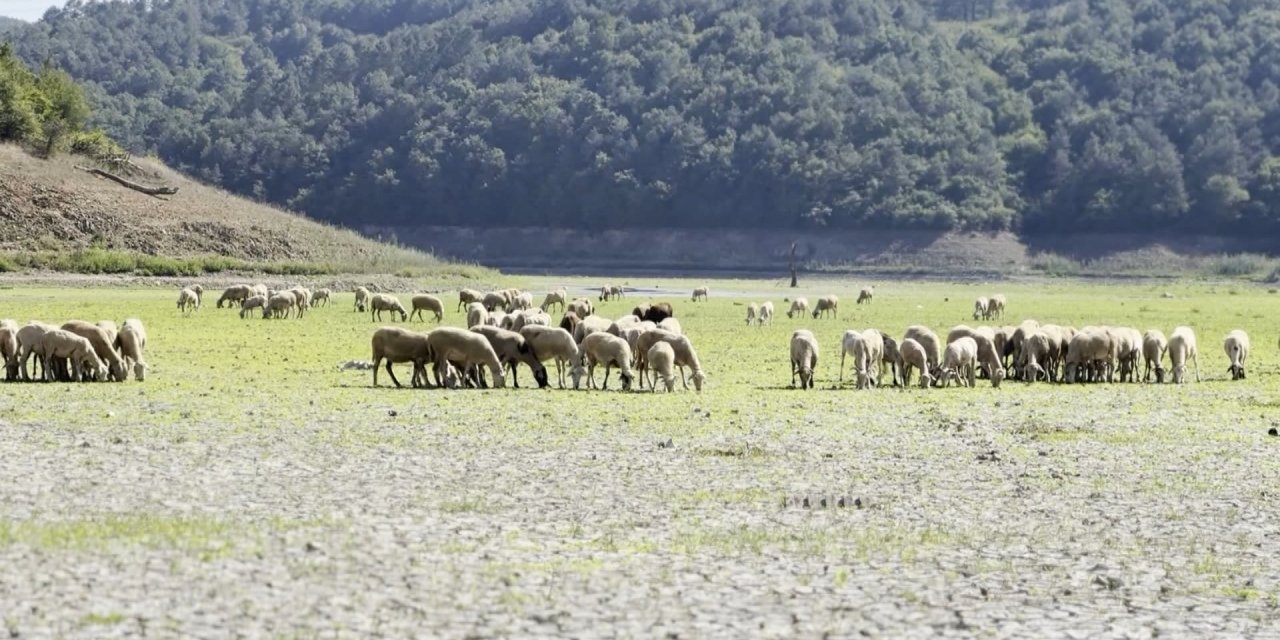 Kemerburgaz Kent Ormanı'ndaki göl kurudu; keçiler otlamaya başladı
