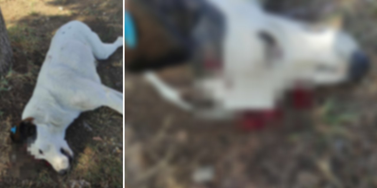 İzmit'te sokak köpeği 'Benek', ağacın altında yatarken tabancayla öldürüldü
