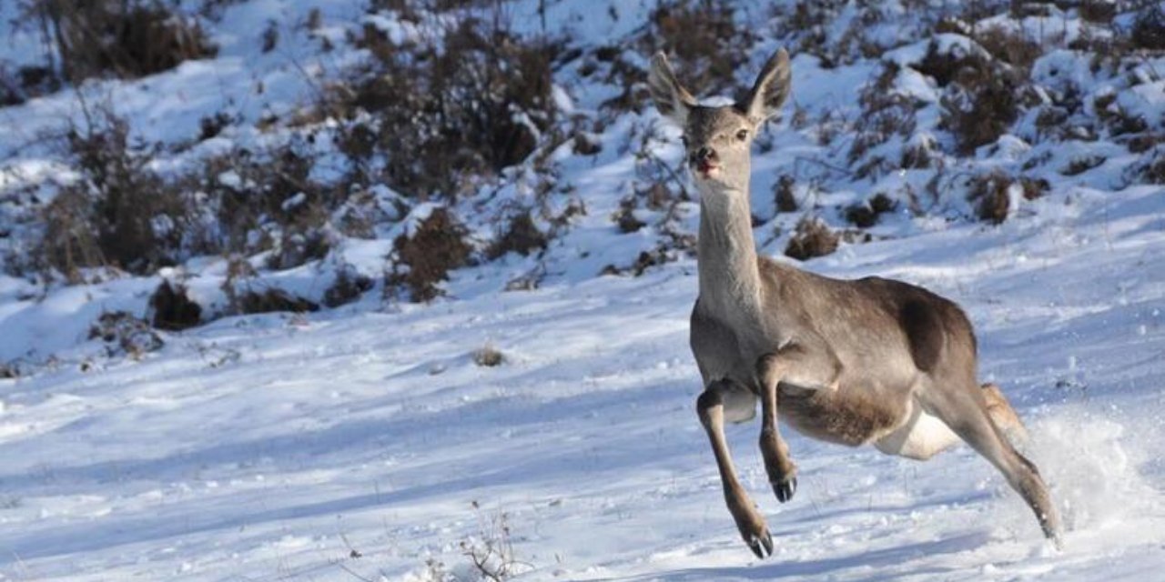 Kızıl geyik avlanma ihalesine mahkemeden durdurma