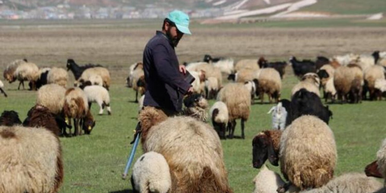 Mersin'de çobana 728 bin liralık otlatma cezası