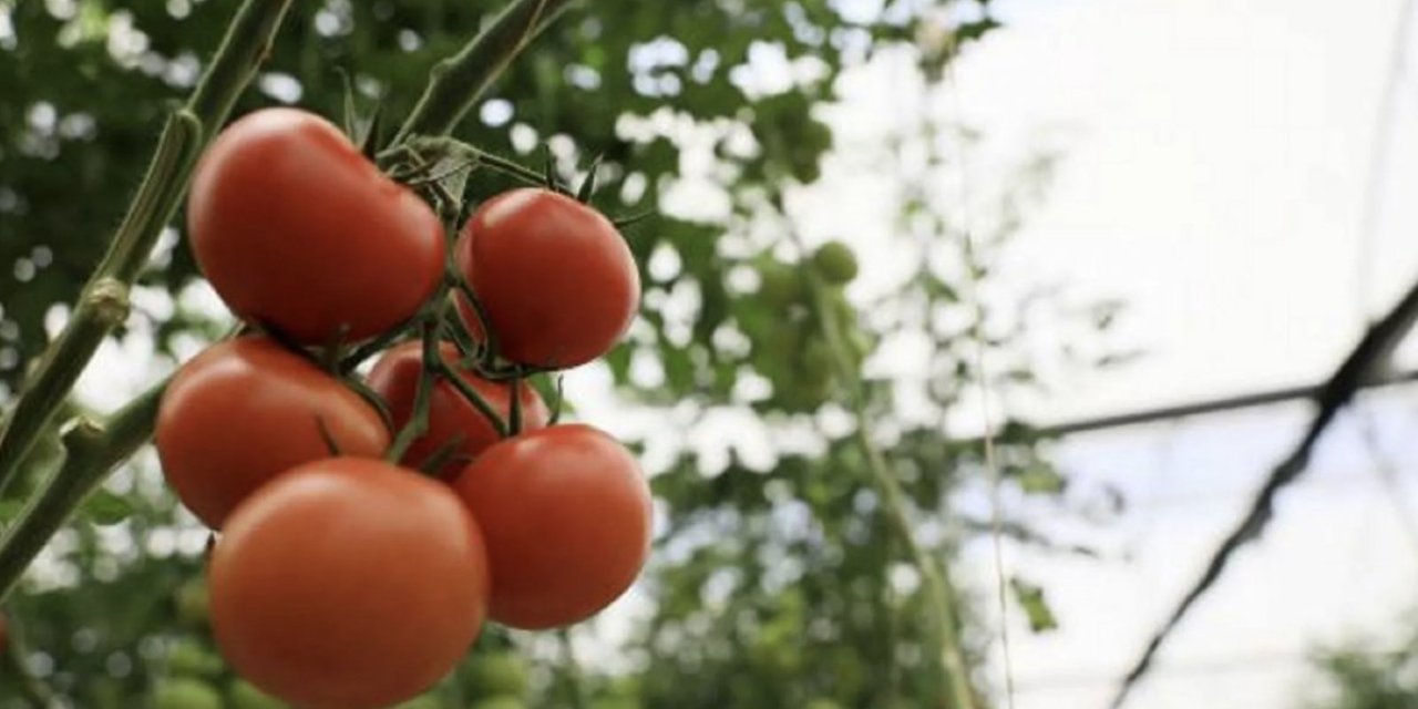 Prof. Dr. Canan Karatay domates için uyardı: Böyle görünenleri sakın tüketmeyin