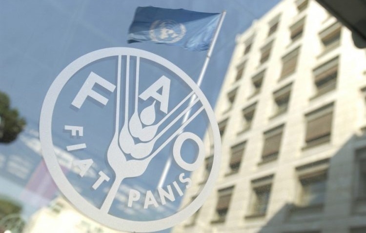 FAO: Dünya gıda fiyatları Mayıs'ta aylık yüzde 4.8 yükseldi
