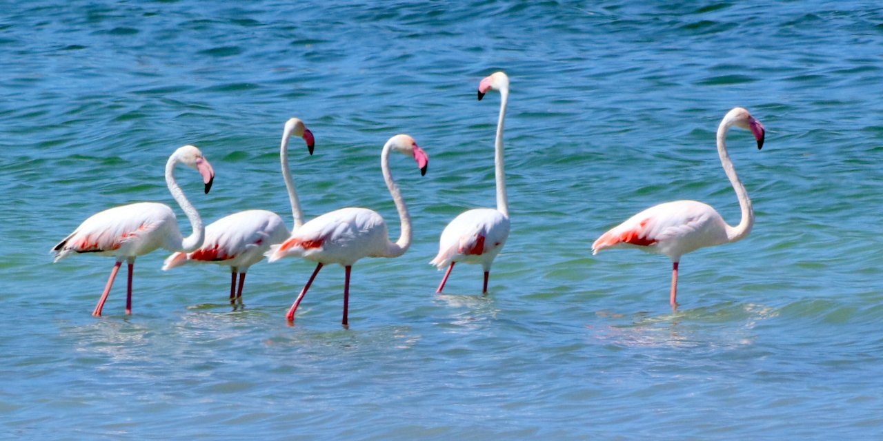 Burdur Gölü, flamingolarla renklendi