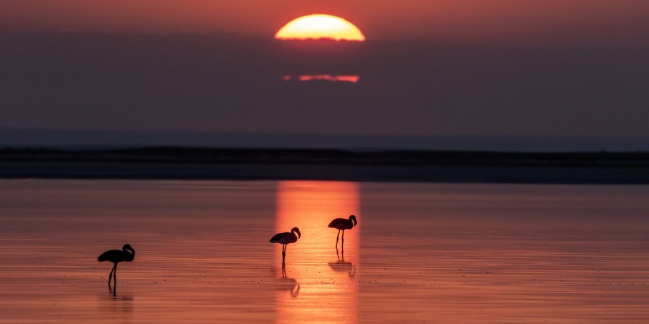 Flamingoların göçü başladı... Tuz Gölü'nün misafirlerinden 12 harika kare...