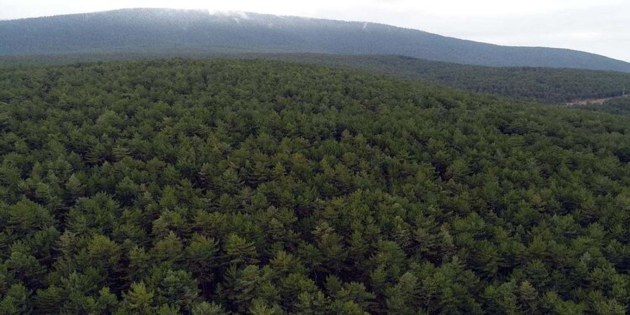 Kaz Dağları’ndaki binlerce ağaç tehlike altında