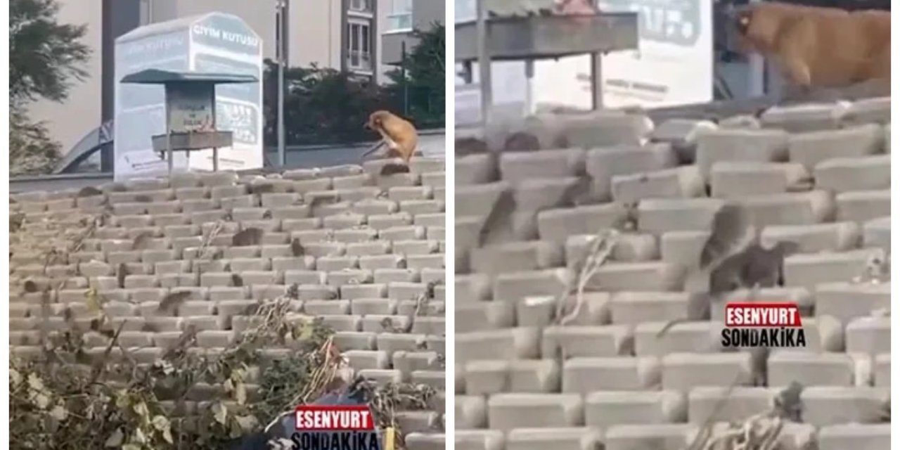 Esenyurt’ta kazı çalışmaları sırasında bir mahalleyi fareler bastı