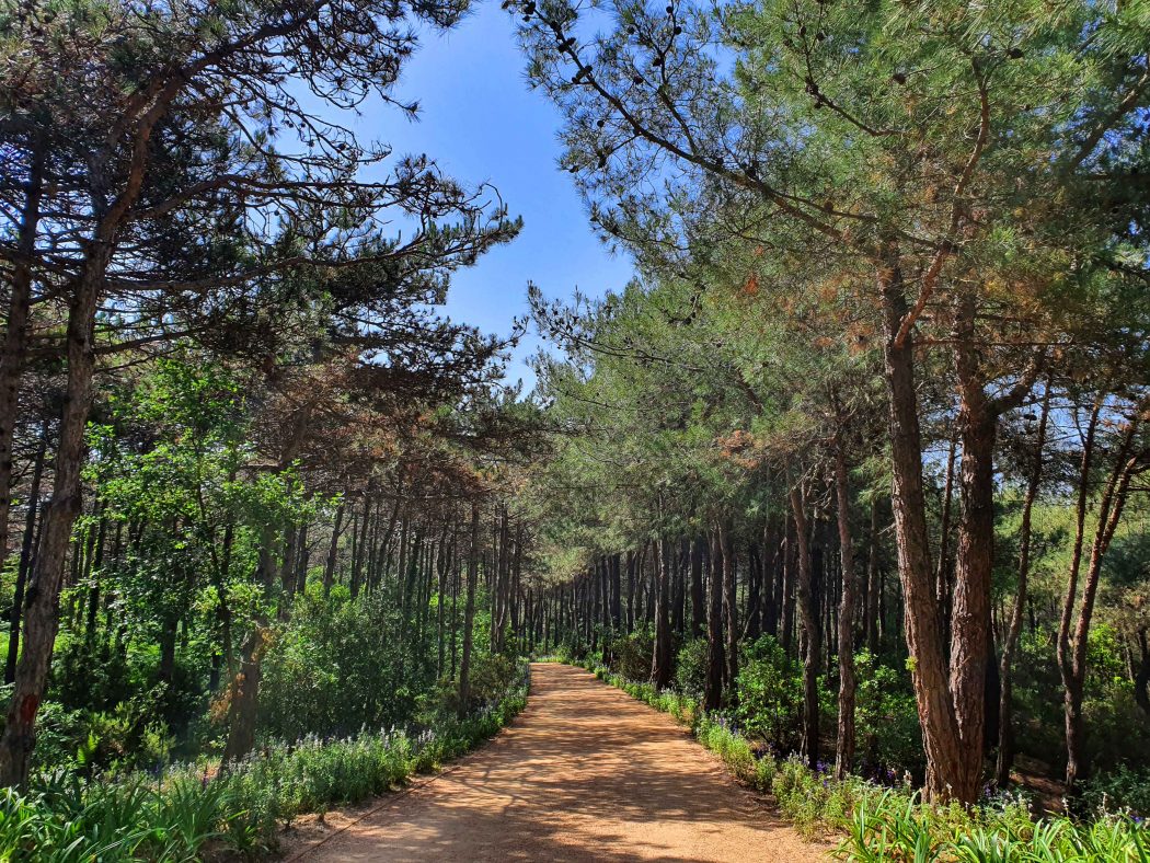 Atatürk Kent Ormanı 'otel projesi' riski ile karşı karşıya
