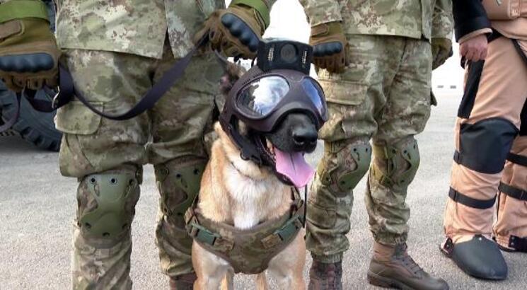 TSK'nın alacağı at, eşek, katır ve köpeklerin standartları ile fiyatları belirlendi: Kangal köpeği için 5.600 TL