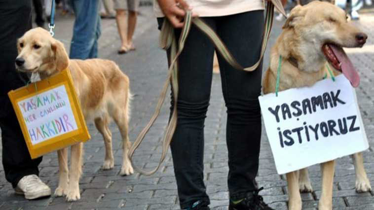 Kırklareli'nde köpek yavrusunu işkenceyle öldüren kişiye hapis cezası