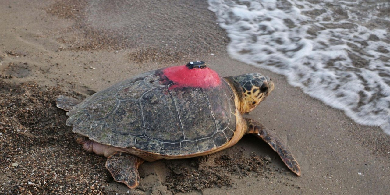 Caretta caretta 'Tuba' 28 bin kilometre yol katetti: 9 milyon kişi rotayı izledi