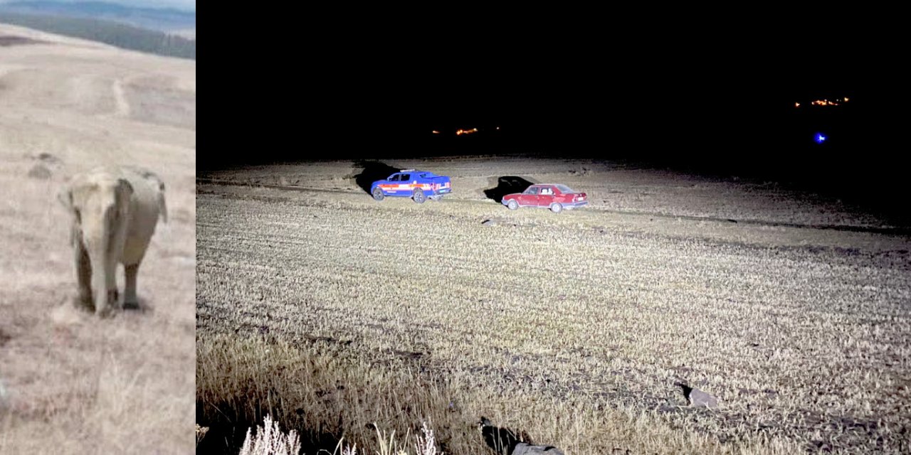 Ardahan’da, çobanın gördüğünü iddia ettiği fil aranıyor