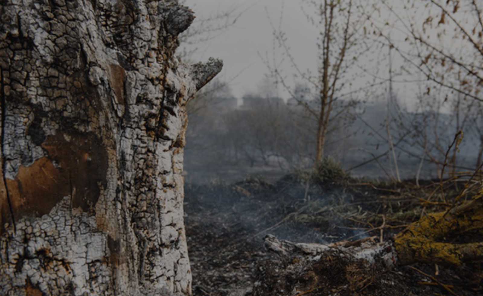 Orman yangınları gerçeği 2:  Orman Kanunu 18 yılda 24 kere değişti