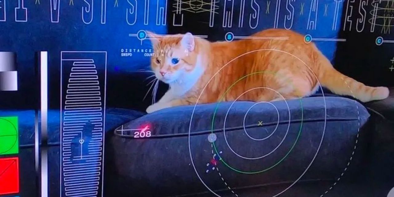 NASA 30 milyon kilometre uzaktan kedi videosu gönderdi