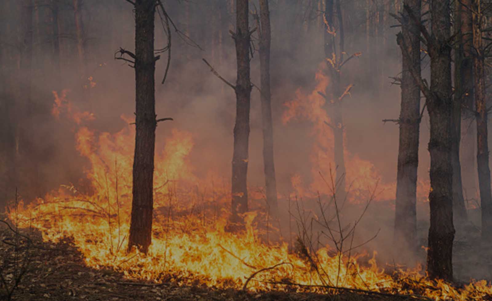 Orman yangınları gerçeği 1: Faili meçhul, akibeti meçhul